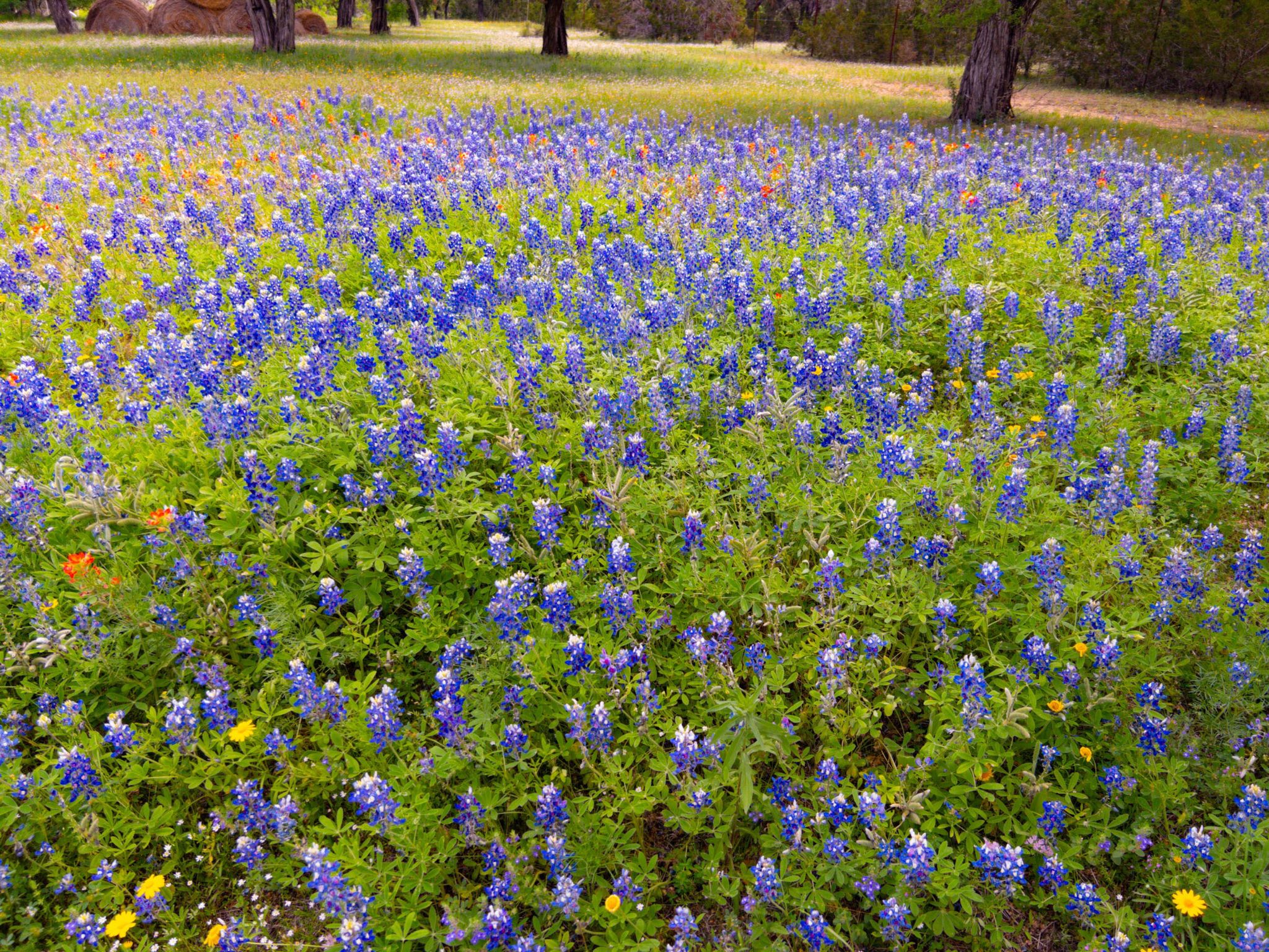 Balcones Springes TX 180
